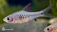 Oreichthys parvus "Thai Hi-Fin Headstander Barb"