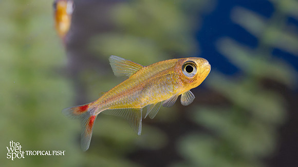 Hyphessobrycon sp. "Yurimaguas"  "Peru Orange Tetra"