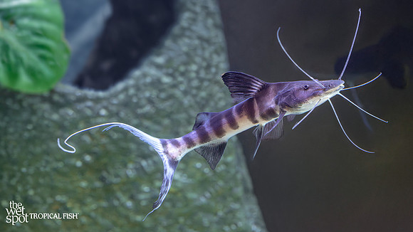 Brachyplatystoma juruense