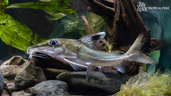 Hassar orestis "Black Top Mouse Catfish"