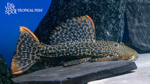 Pseudacanthicus cf.  leopardus "L427" "Jatapu Cactus Pleco"
