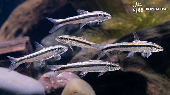 Parodon cf. pongoensis "Pongo Characin"