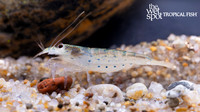 Atyopsis pilipes "Green Lace Filter Shrimp"