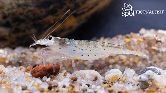 Atyopsis pilipes "Green Lace Filter Shrimp"
