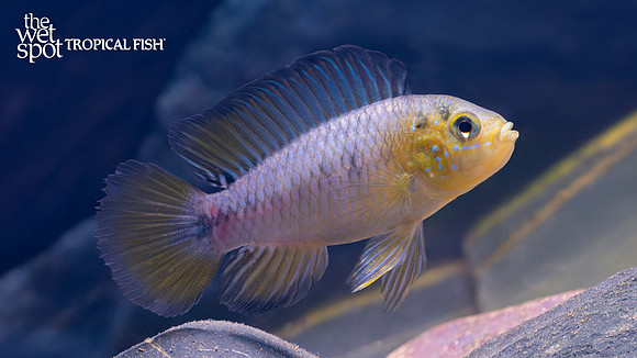 Apistogramma borellii "Blue"