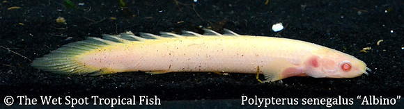 Senegal Bichir - Albino - Polypterus senegalus