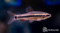 Neolebias ansorgii "Ansorg's Neolebias"