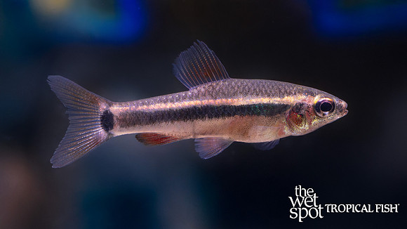Neolebias ansorgii "Ansorg's Neolebias"