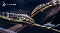 Otocinclus cocama "Zebra Otocinclus"