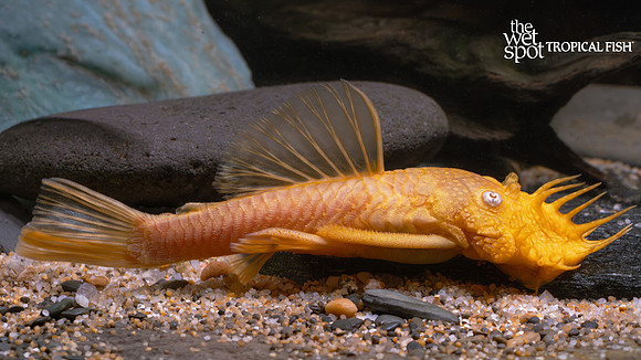 Ancistrus sp."Albino Bushynose Pleco"