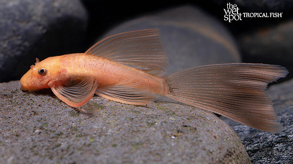 Ancistrus sp. "Long Fin Super Red Bushynose Pleco"