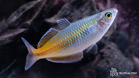 Melanotaenia boesemani "Boesemani Rainbow"