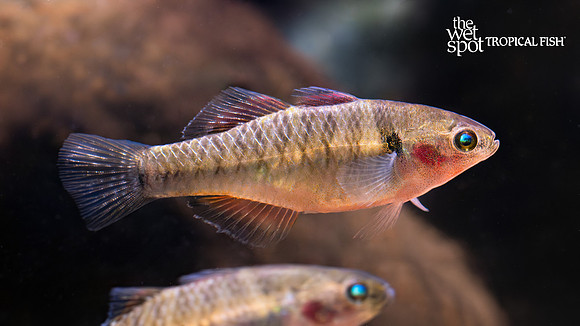 Hypseleotris compressa "Empire Gudgeon"