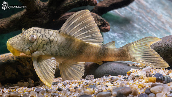Peckoltia cf. braueri "L135"  "Wormline Tiger Pleco"