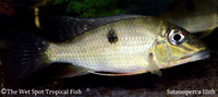 Satanoperca lilith - Two Spot Demonfish