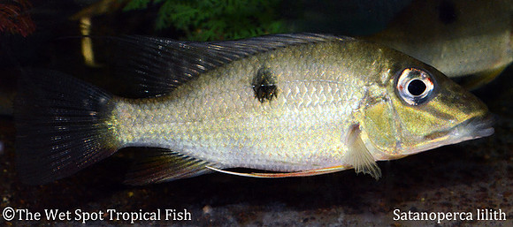 Satanoperca lilith - Two Spot Demonfish