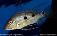 Satanoperca daemon - Spotted Demonfish