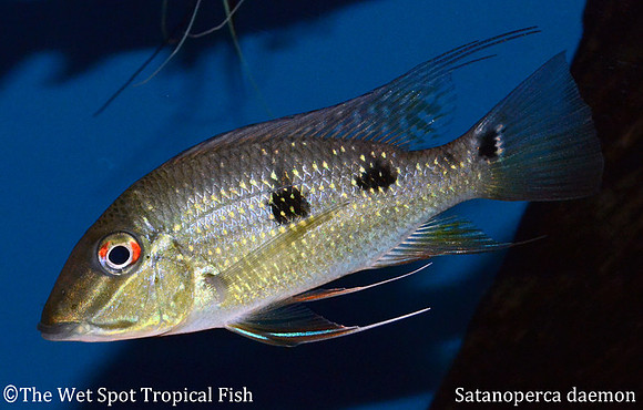 Satanoperca daemon - Spotted Demonfish
