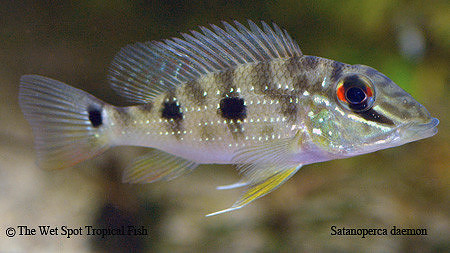 Satanoperca daemon - Spotted Demonfish