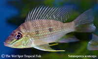 Satanoperca acuticeps - Sharphead Eartheater