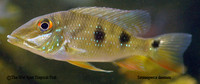 Satanoperca daemon - Spotted Demonfish