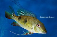 Satanoperca daemon - Spotted Demonfish