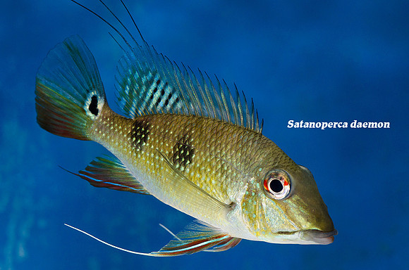 Satanoperca daemon - Spotted Demonfish
