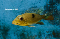 Satanoperca lilith - Two Spot Demonfish