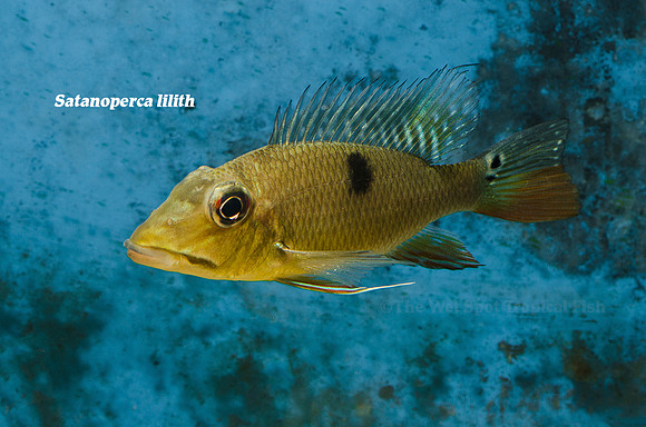 Satanoperca lilith - Two Spot Demonfish