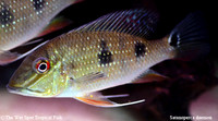 Satanoperca daemon - Spotted Demonfish