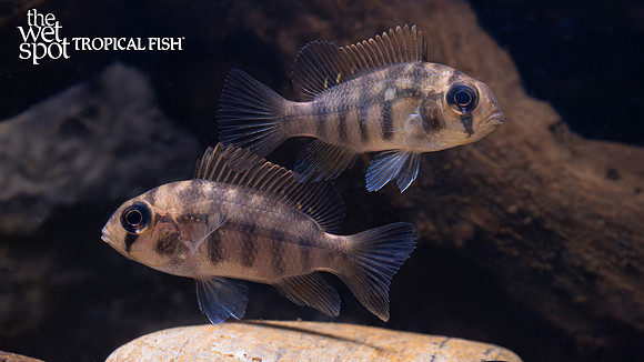 Heterochromis multidens