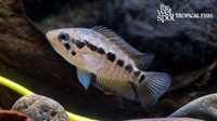 Parachromis