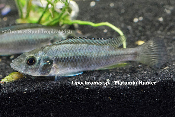 Lipochromis sp. “Matumbi Hunter”
