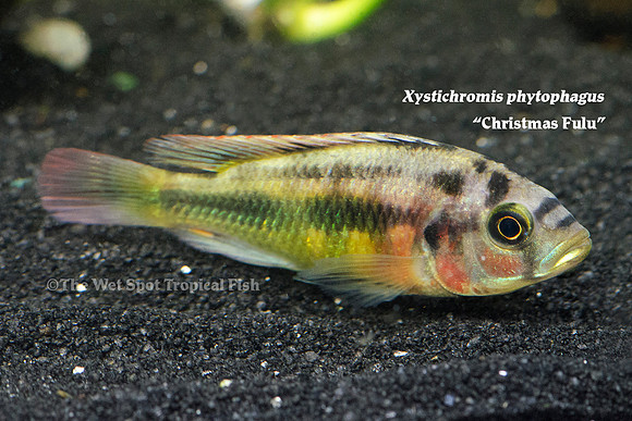 Xystichromis phytophagus - Christmas Fulu