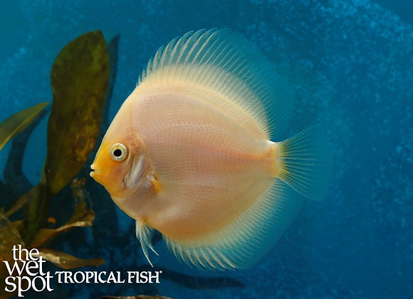 Symphysodon aequifasciatus"Snow White Discus"