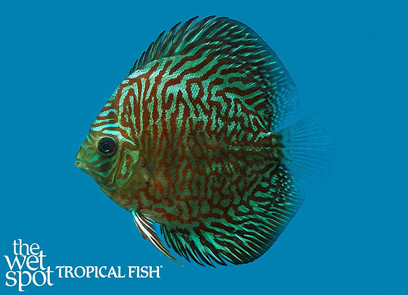 Symphysodon aequifasciatus "Tiger Turquoise Discus"