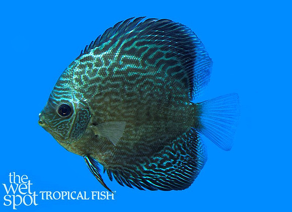 Symphysodon aequifasciatus"Blue Snakeskin Discus"