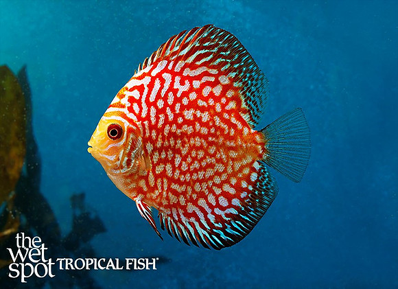 Symphysodon aequifasciatus"Checkerboard Pigeon Blood Discus"