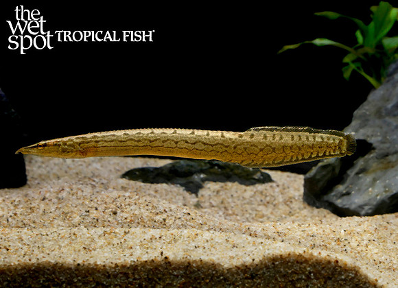 Macrognathus cf. circumcinctus