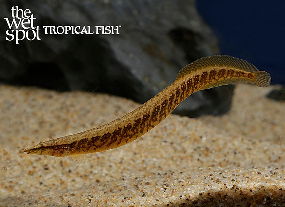 Mastacembelus armatus "Tire Track Eel"