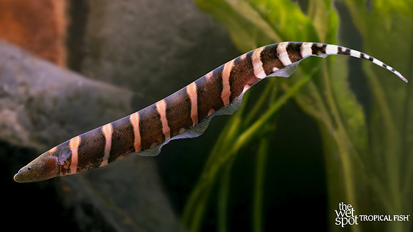 Gymnotus javari "False Tiger Knife"