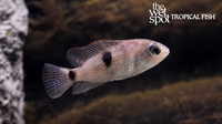 Maskaheros regani "Regan's Cichlid"