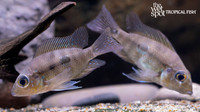Cribroheros rostratus