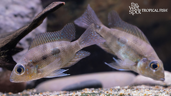 Cribroheros rostratus
