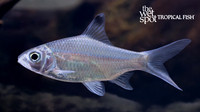 Barbonymus altus "Tinfoil Barb"
