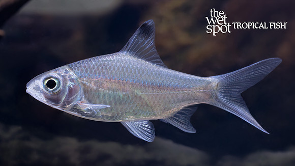 Barbonymus altus "Tinfoil Barb"