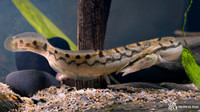 Mastacembelus armatus "Zig Zag Eel"