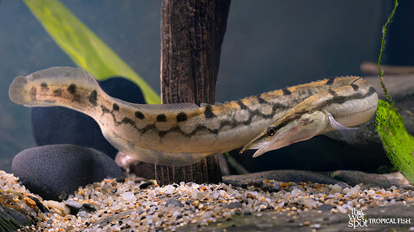 Mastacembelus armatus "Zig Zag Eel"
