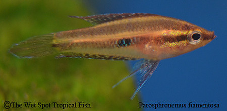 Parosphromenus filamentosa - Filament Licorice Gourami