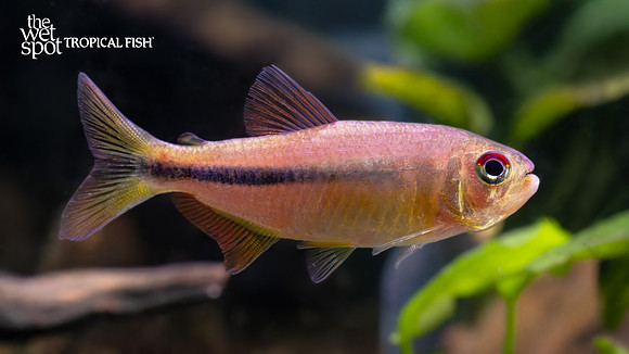 Hemigrammus kuroobi "Black-belt Tetra"